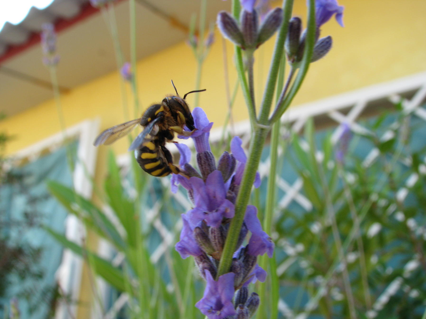 Anthidium sp. (Apidae Megachilinae)